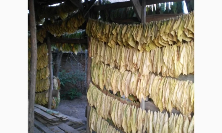 Куплю листок тютюну ОПТОМ і в РОЗДРІБ! Розгляну всі пропозиції! Дорого - фото № 1