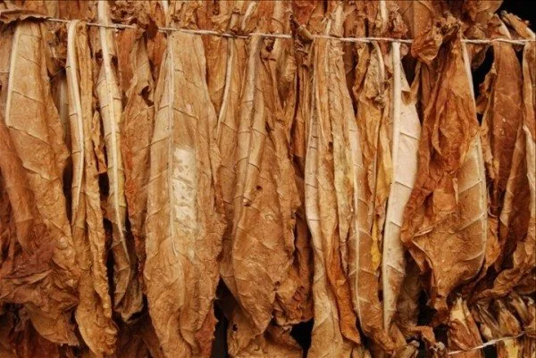 Куплю тютюновий лист ОПТОМ !! Різних Сортів, Міцності - фото № 1