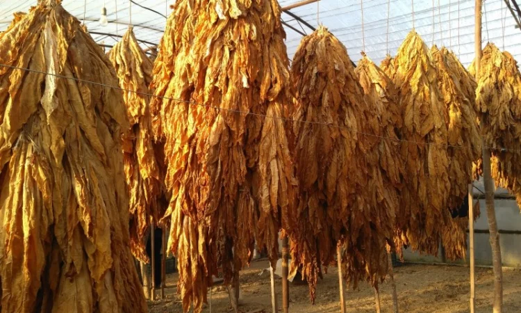 Куплю табачный лист ! ДОРОГО - фото № 1