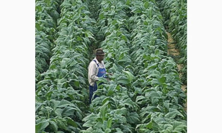 Продам тютюн звичайний для самокруток - фото № 2