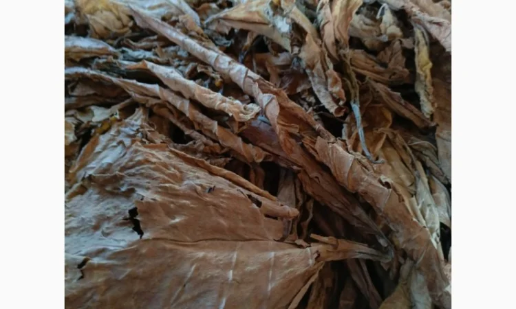 Куплю лист тютюну для самокруток - фото № 1