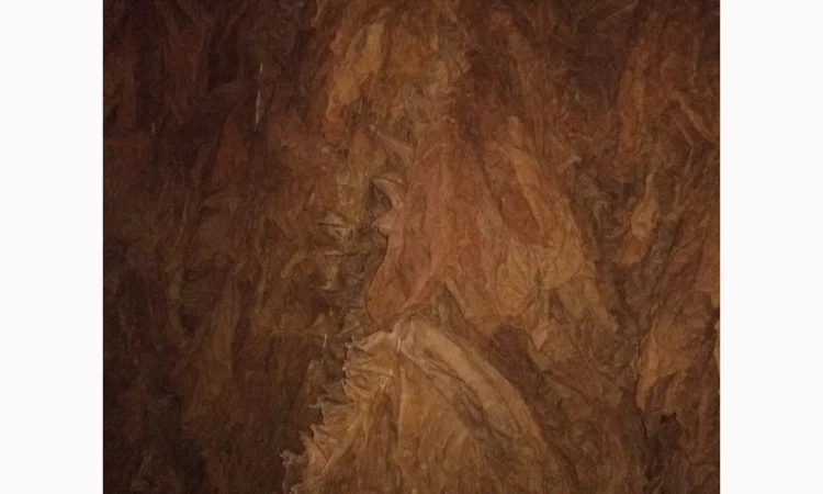 Продам лист тютюну Берлей 38 для самокруток - фото № 1