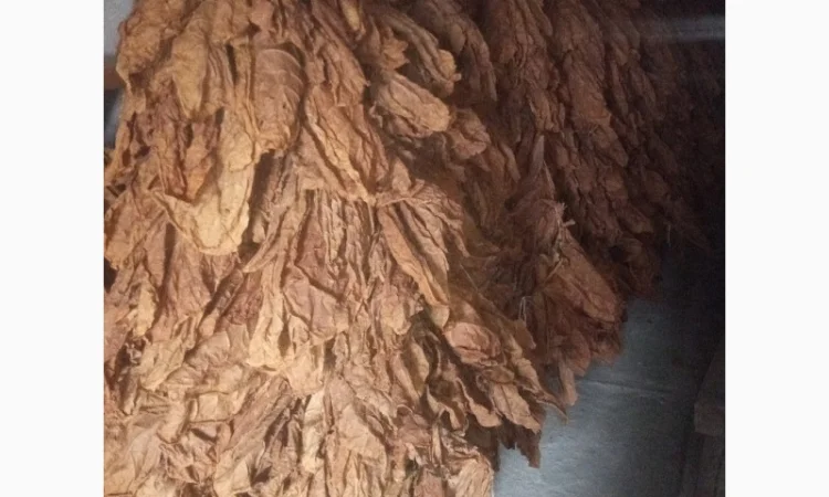 Продам лист тютюну Берлей 38 для самокруток - фото № 2