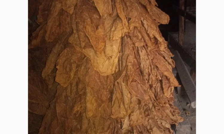 Продам лист тютюну Берлей 38 для самокруток - фото № 3