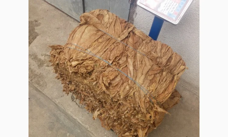 Продам лист тютюну Берлей 38 для самокруток - фото № 4