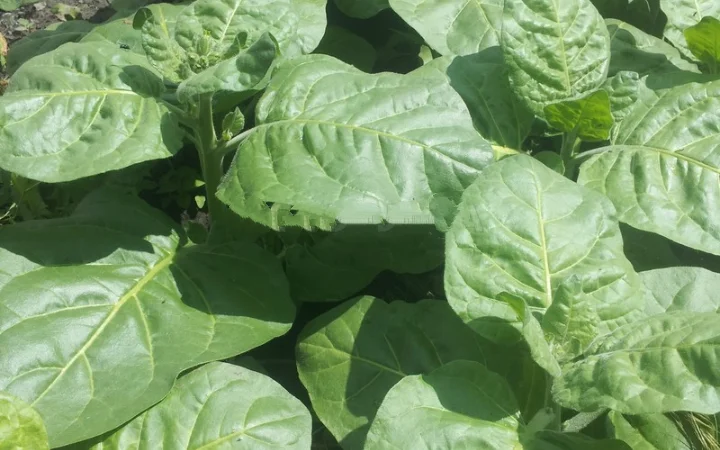 Продам махорку/табак 2025 - фото № 3