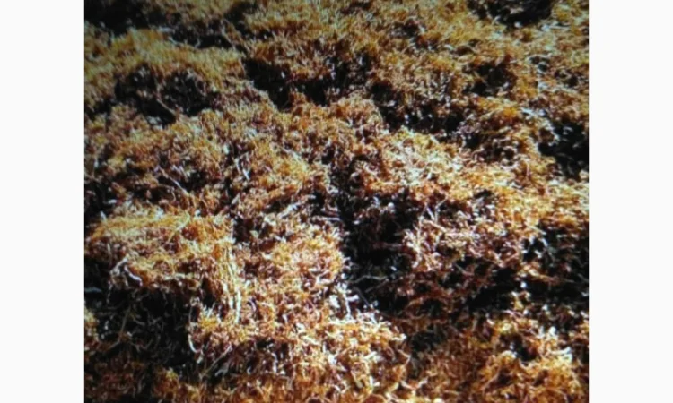 Тютюн Берлей для самокруток - фото № 3