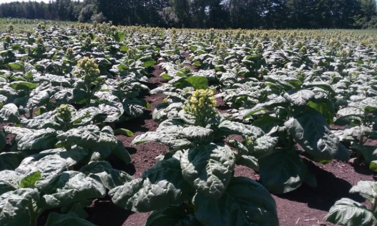 Семена махорки - фото № 1