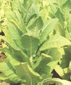 Семена табака Вирджиния Карелия Насіння тютюну Вірджинія Карелія - фото № 2