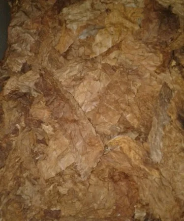 Семена табака Вирджиния Карелия Насіння тютюну Вірджинія Карелія - фото № 4