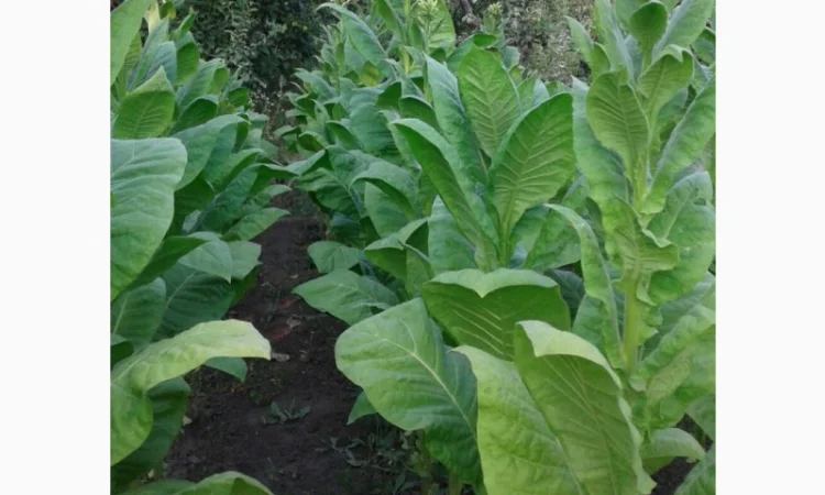 Семена табака Дукат Крымский. Насіння тютюну Дукат Кримський , для самокруток - фото № 1