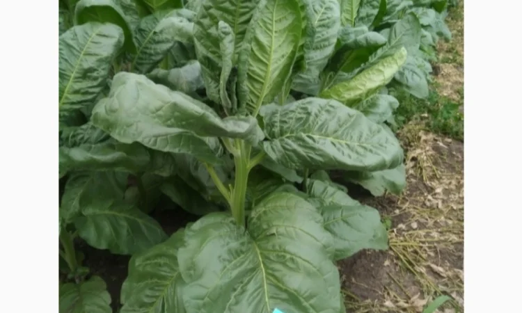 Семена махорки и табака , для самокруток - фото № 1