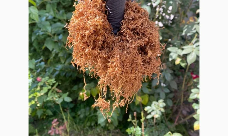 Винстон, Кентуки, Мальборо, Золотое руно, Вирджыния, Берли, Миллениум , для самокруток - фото № 2