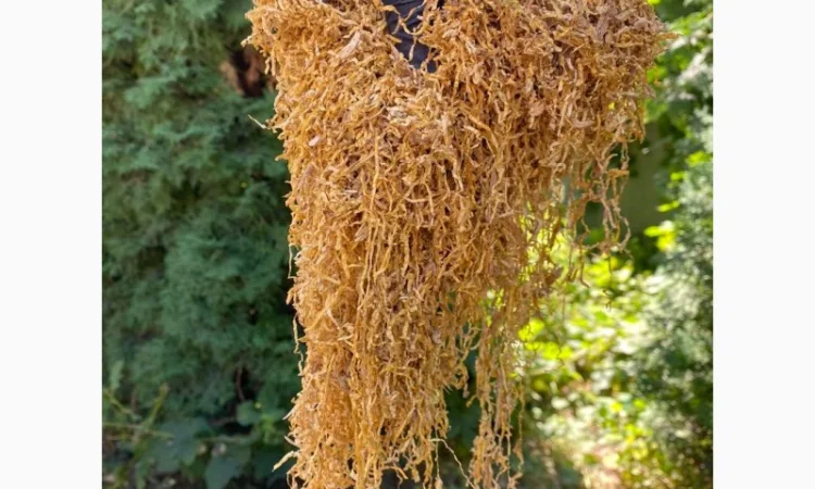 Винстон, Кентуки, Мальборо, Золотое руно, Вирджыния, Берли, Миллениум , для самокруток - фото № 4