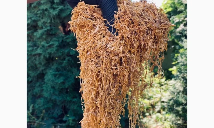 Импортный Табак для сигарет 1 кг! Вирджиния Голд/ Золотое руно/Winston / Kapitan Blek/ Oriental /Marlboro - фото № 4