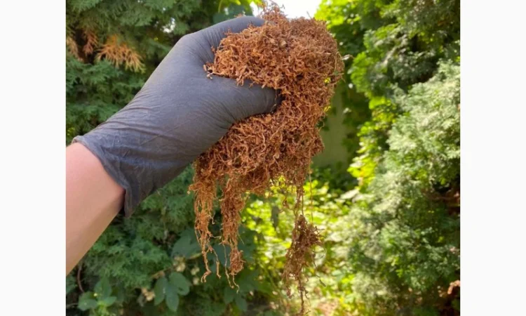 Импортный Табак для сигарет 1 кг! Вирджиния Голд/ Золотое руно/Winston / Kapitan Blek/ Oriental /Marlboro - фото № 8