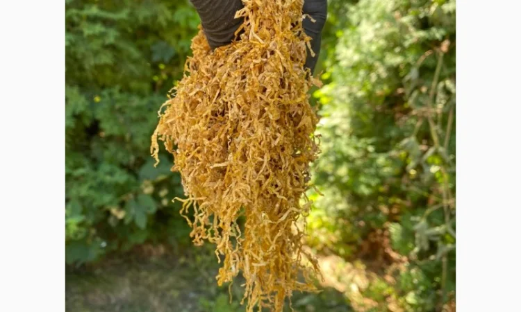 Тютюн  для самокруток ! Вірджинія Голд/ Золоте руно/Winston / Kapitan Blek/ Oriental /Marlboro - фото № 1