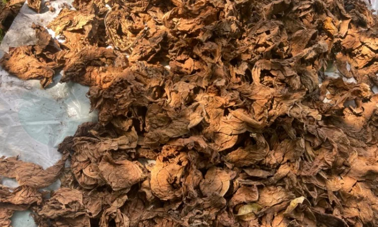 Продам лист табака не кондиція, для самокруток - фото № 1