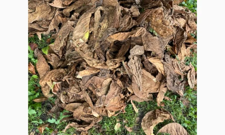 Продам лист табака не кондиція, для самокруток - фото № 2