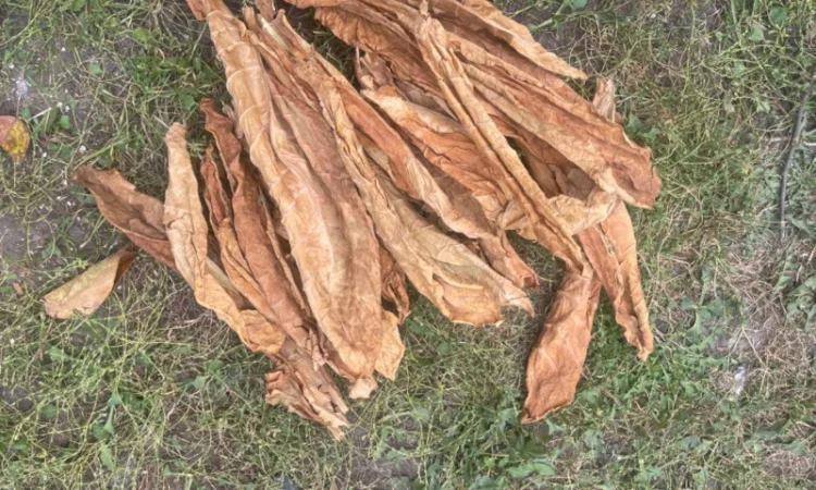 Продам лист табака не кондиція, для самокруток - фото № 3