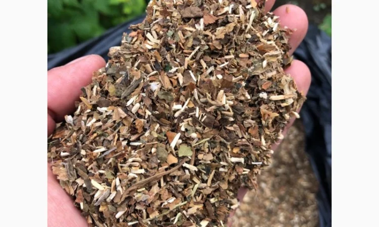 Продам самосад домашній  для самокруток - фото № 2