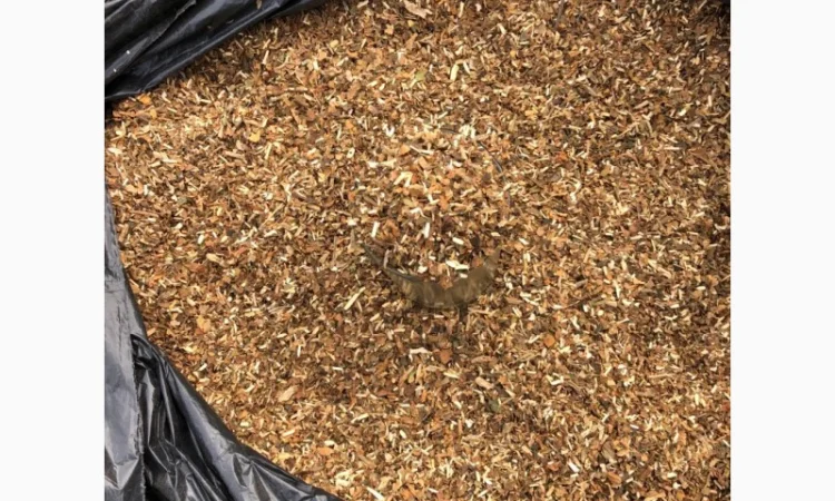 Продам самосад домашній  для самокруток - фото № 3