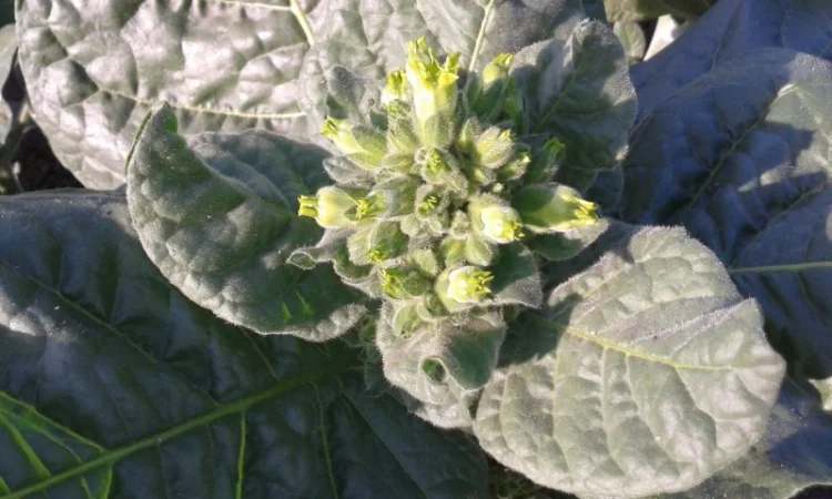 Продам зелену махорку для трубки - фото № 1