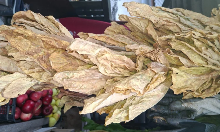 Продам листя тютюну некондиція. 400грн - фото № 1