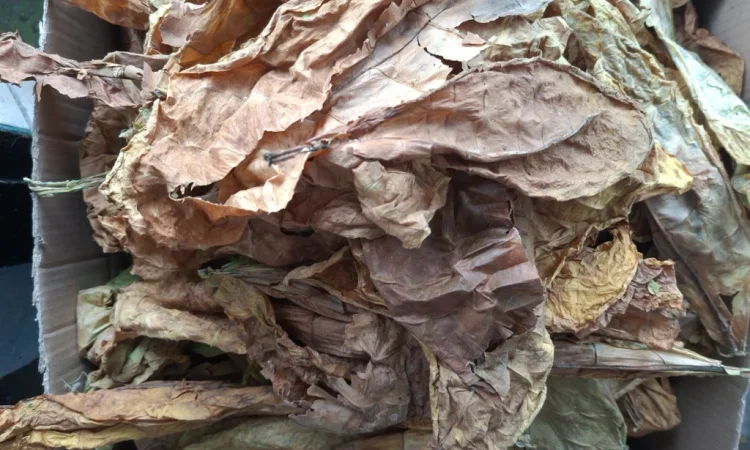 Продам листя тютюну некондиція. 400грн - фото № 2