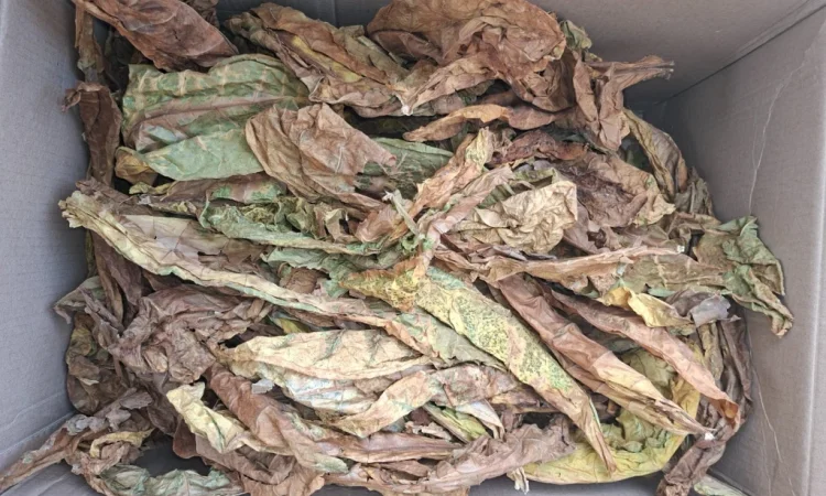 Продам листя тютюну некондиція. 400грн - фото № 3
