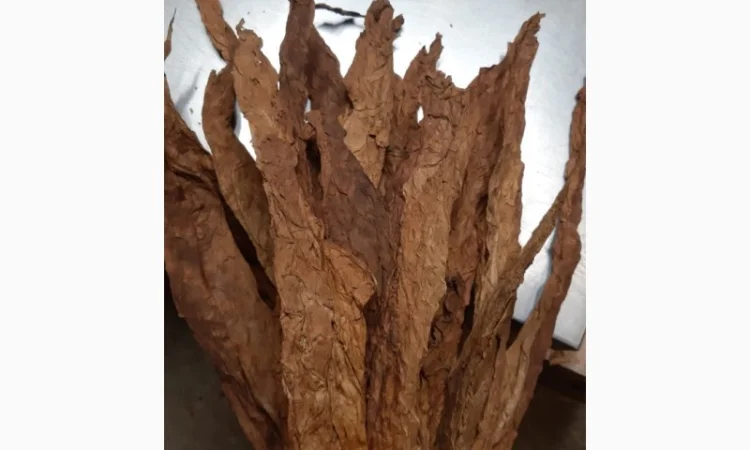 Продам оптом тютюн для трубки  сорту Берлі, Вірджинія (Імпорт, Італія). Тютюн з регіону Trieste, Italy - фото № 1