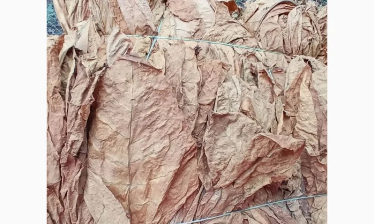 Продам тютюн сорт вірджинія порізка лапша 0.8 мм - фото № 1