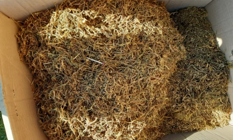 Продам тютюн сорт вірджинія порізка лапша 0.8 мм - фото № 2