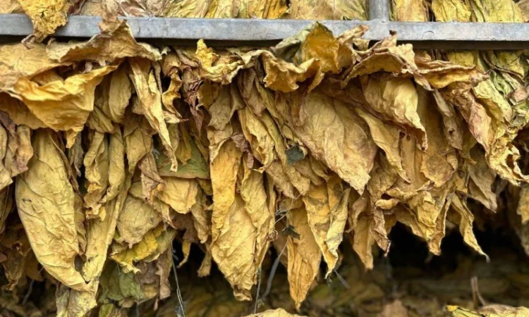 Продам тютюновий лист. Лапша жовта Голд - фото № 1