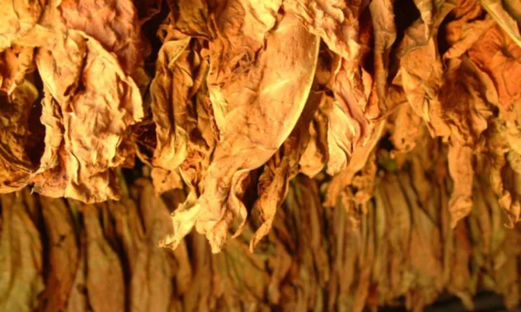 Огромный выбор Табака  для сигарет 1 кг  Вирджиния Голд, Берли, Мальборо, Честер, Кемел по приемлемым ценам - фото № 1