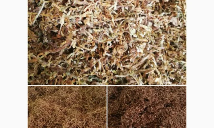 Продажа чистого табака - фото № 1