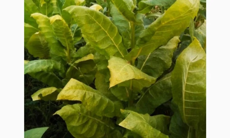 Крепкий табак Берли! , для самокруток  . Качество и крепость на высоте. Скидки и подарки - фото № 1