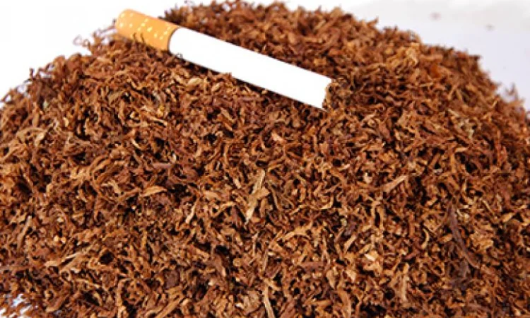 Табак - фото № 2