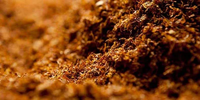 Берли, крепкий сорт табака, для самокруток - фото № 3