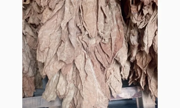 Продам тютюн для трубки , сорт Берлі, Берлей - фото № 3