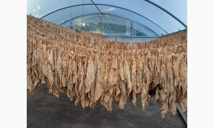 Продам тютюн для трубки , сорт Берлі, Берлей - фото № 4