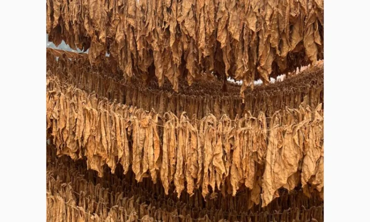 Продам тютюн для трубки , сорт Берлі, Берлей - фото № 5