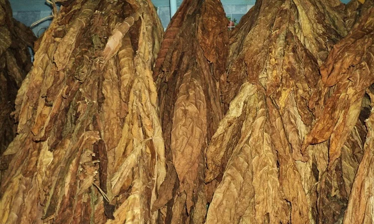 Большой выбор табака сигарет 1 кг  не дорого, с быстрим оформлением заказа - фото № 7