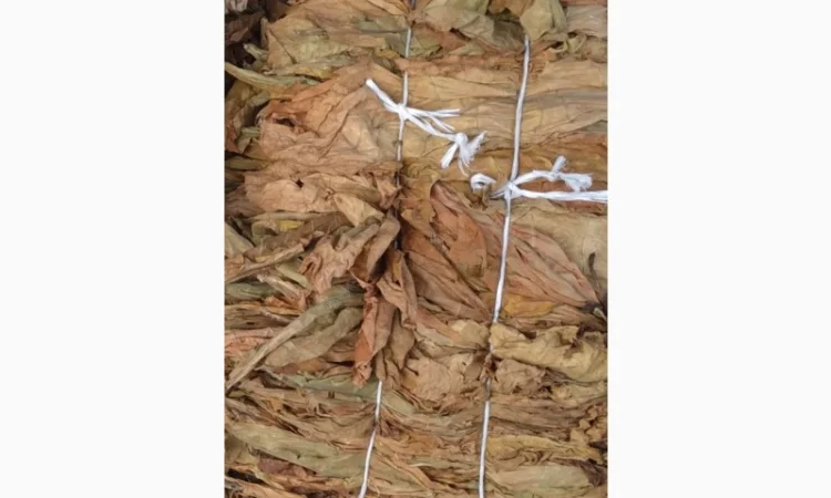 Продам ЗЕЛЕНИЙ Табак Лист, для самокруток - фото № 1