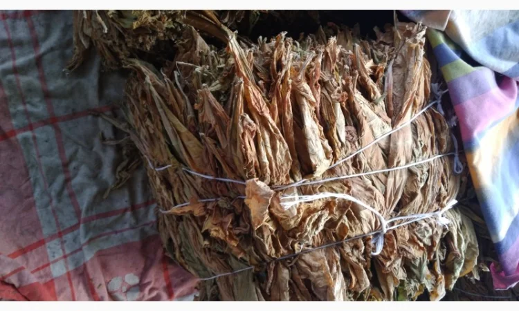 Продам ЗЕЛЕНИЙ Табак Лист, для самокруток - фото № 2