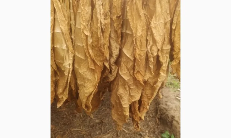 Продам Тютюн , для самокруток - фото № 1