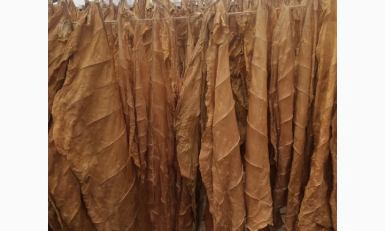 Продам лист тютюну хорошого - фото № 2