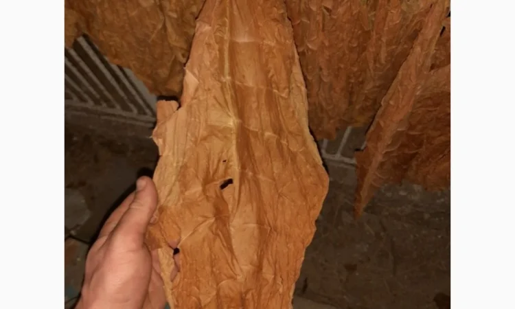 Продам відходи тютюну, для самокруток - фото № 1