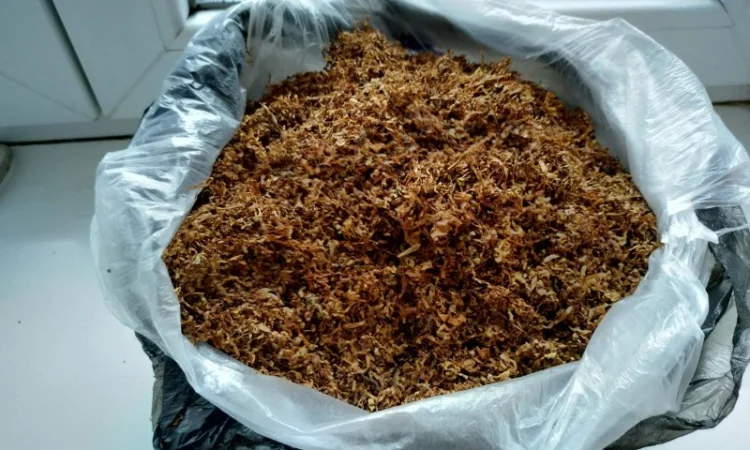 Табаки раные - фото № 1