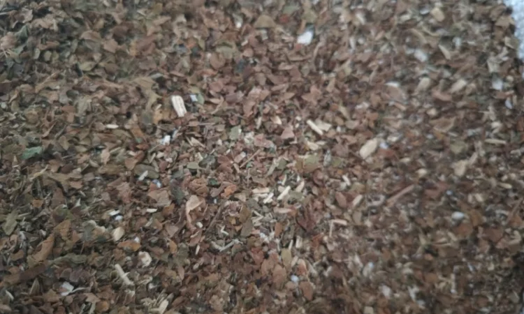 Самосад  для трубки , недорого - фото № 1